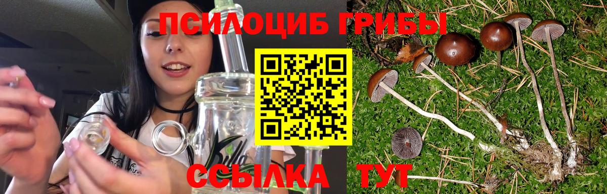Вятские Поляны  Псилоцибиновые грибы Psilocybe  Вход с VPN 